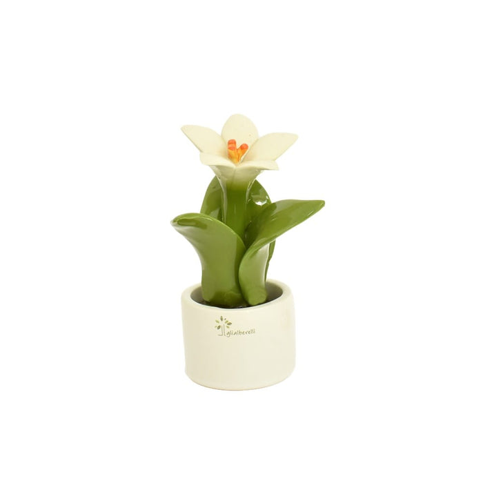 Piante Natura Mignon