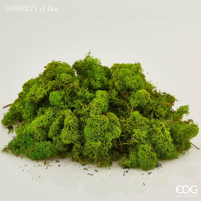 EDG Enzo De Muschio Lichene Stabilizzato Naturale per allestimenti 1KG Verde Chiaro