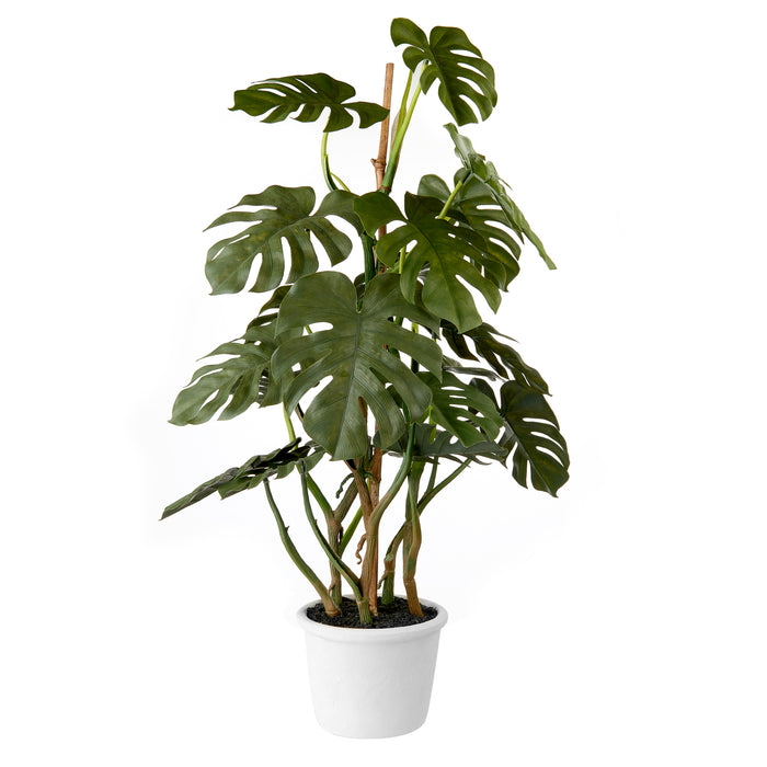 MONSTERA DELICIOSA (imballo 2 pz)