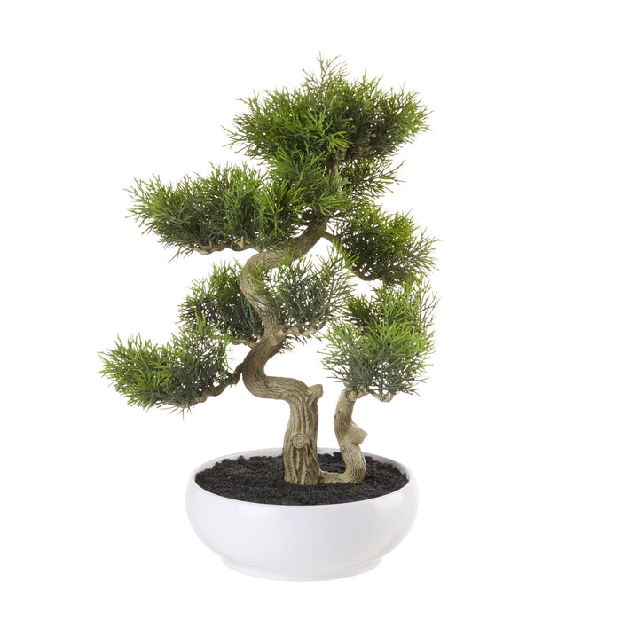BONSAI CEDRO