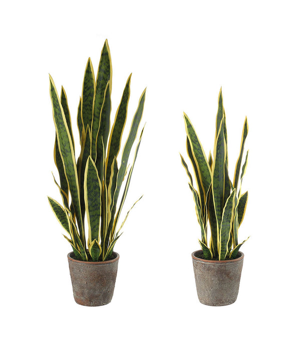 SANSEVERIA - SET 2 PZ