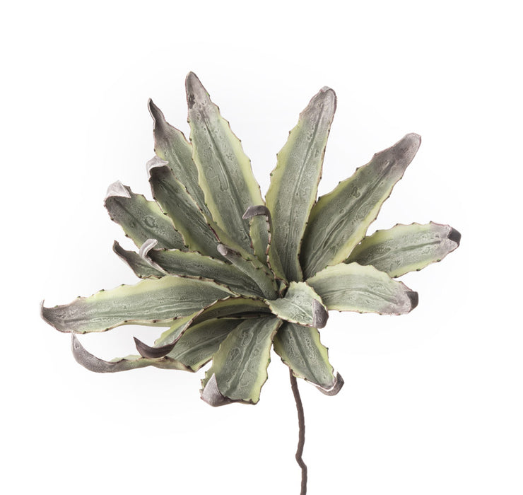 AGAVE (imballo 4 pz )