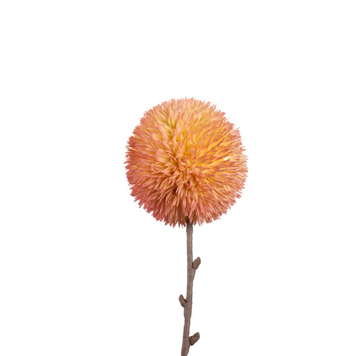 ALLIUM ROSA (imballo 4 pz )