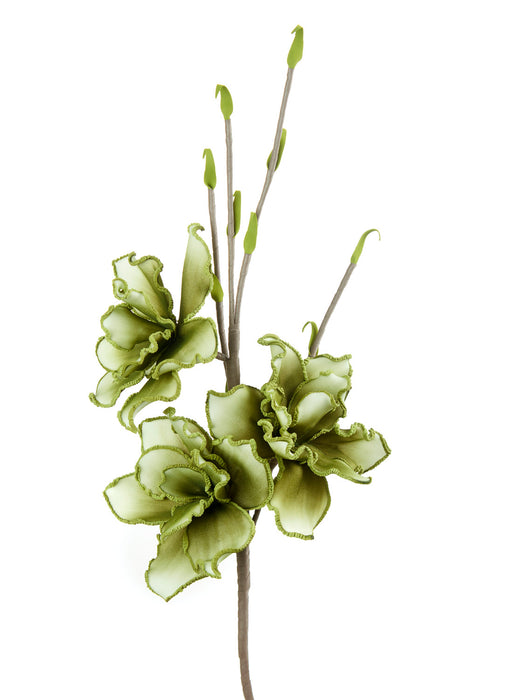 MAGNOLIA GRANDIFLORA VERDE (imballo 4 pz)