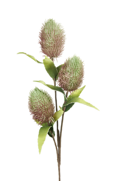 PROTEA NITIDA VERDE (imballo 4 pz)