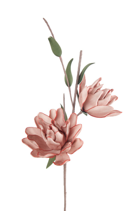 MAGNOLIA LILIIFLORA ROSA (imballo 4 pz)