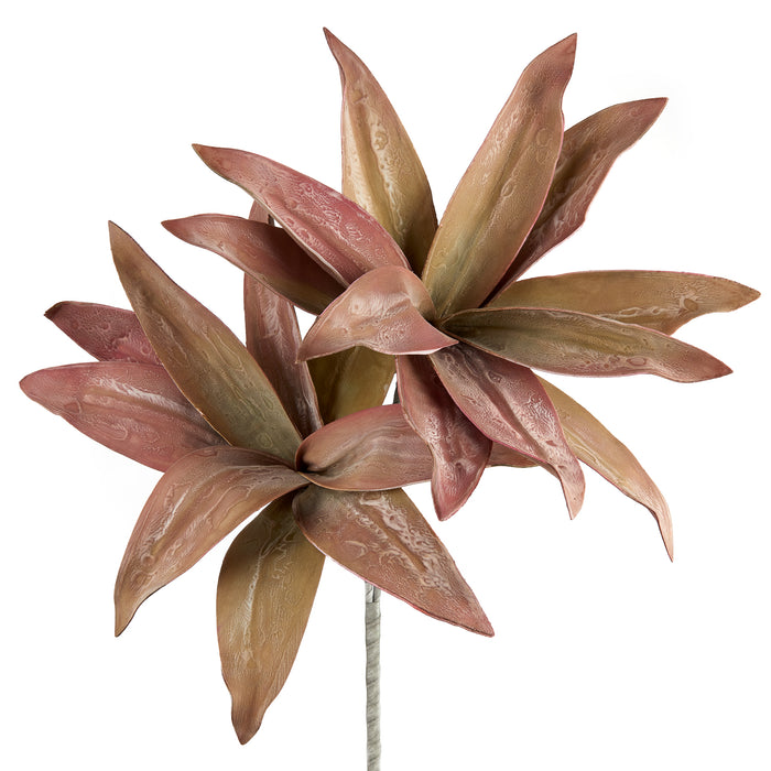 ALOE SELVATICO VIOLA (imballo 4 pz)