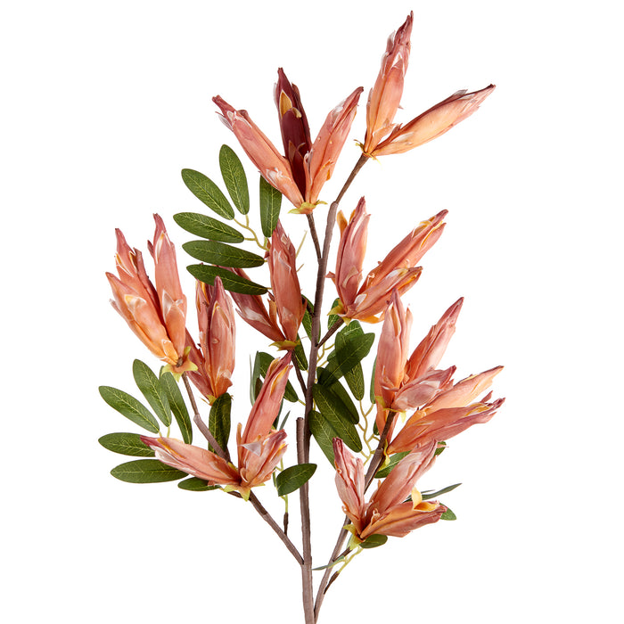 ANIGOZANTHOS (imballo 4 pz)