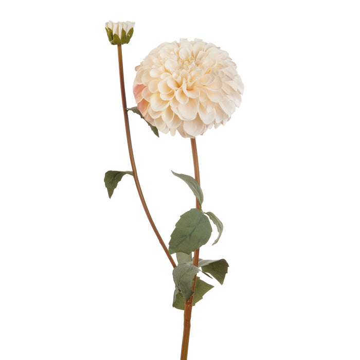 DALIA BIANCA (Imballo 4 pz)