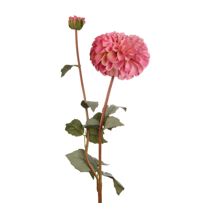 DALIA ROSA (Imballo 4 pz)