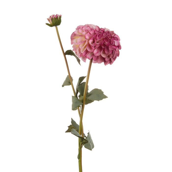 DALIA VIOLA (Imballo 4 pz)