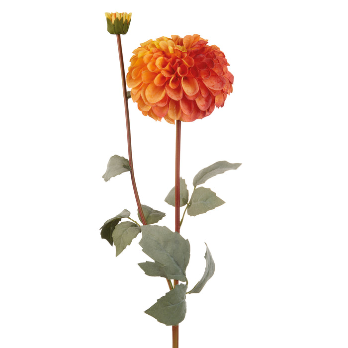 DALIA ARANCIONE (Imballo 4 pz)