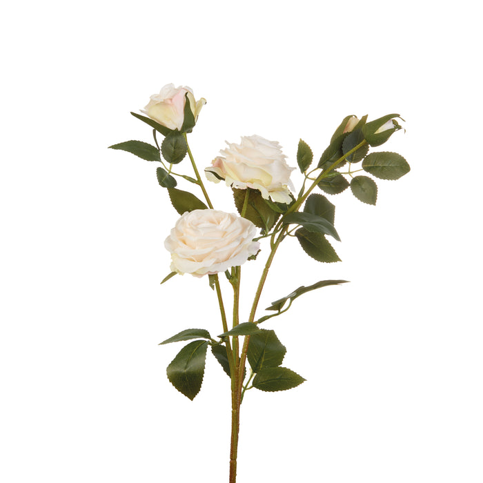 ROSE BIANCHE (Imballo 4 pz)