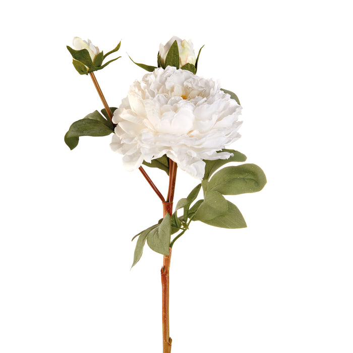 PEONIA BIANCA (Imballo 4 pz)