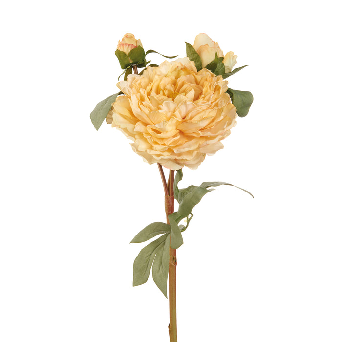 PEONIA GIALLA (Imballo 4 pz)