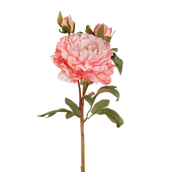 PEONIA ROSA (Imballo 4 pz)