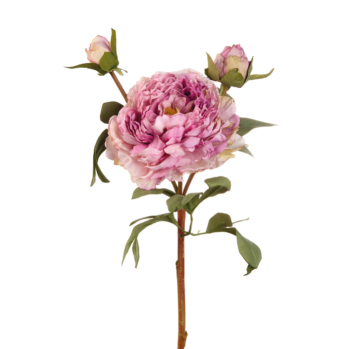 PEONIA VIOLA (Imballo 4 pz)