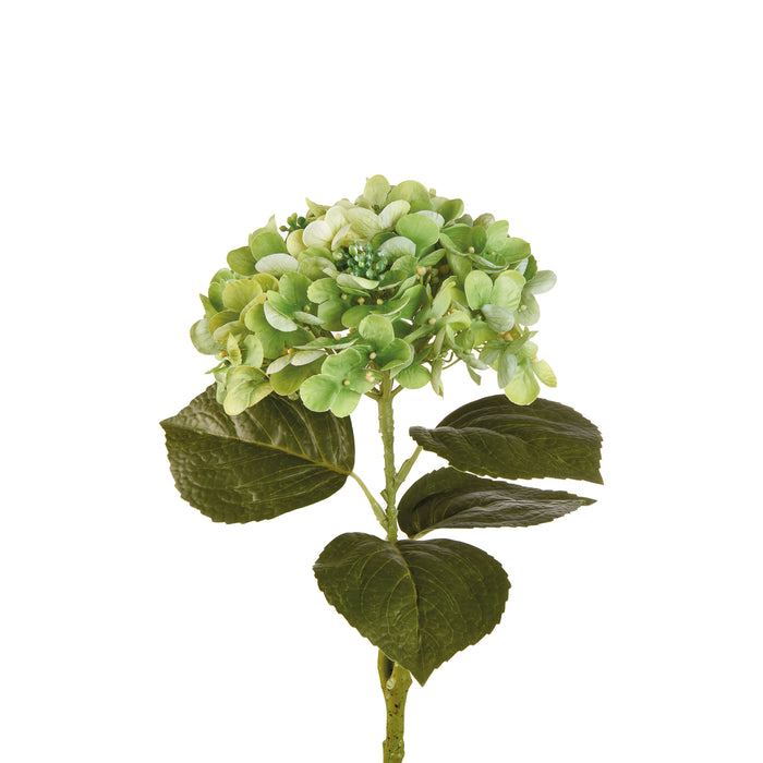 ORTENSIA VERDE (Imballo 4 pz)