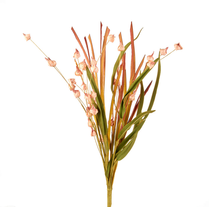 ERBA CIPOLLINA ROSA (imballo 4 pz)