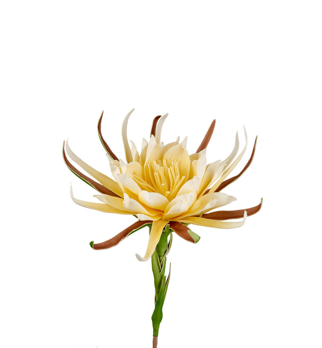 REGINA DELLA NOTTE (imballo 4 pz)