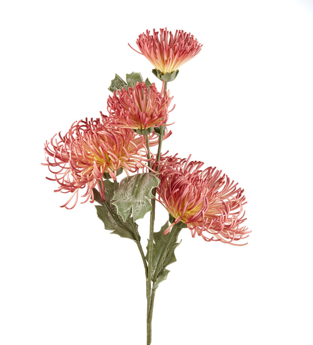 TELOPEA (imballo 4 pz)