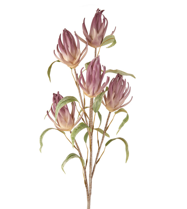 PHLOGACANTUS (imballo 4 pz)