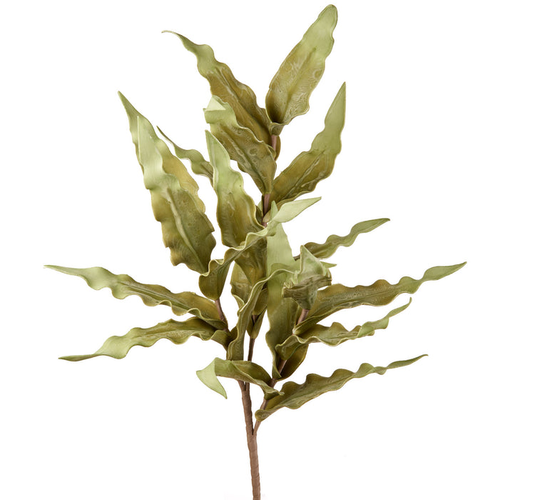 FELCE AUSTRALIANA (imballo 4 pz)