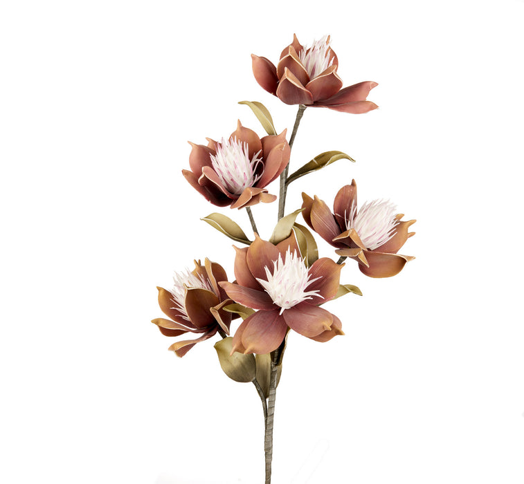 MAGNOLIA LILIIFLORA (imballo 4 pz)