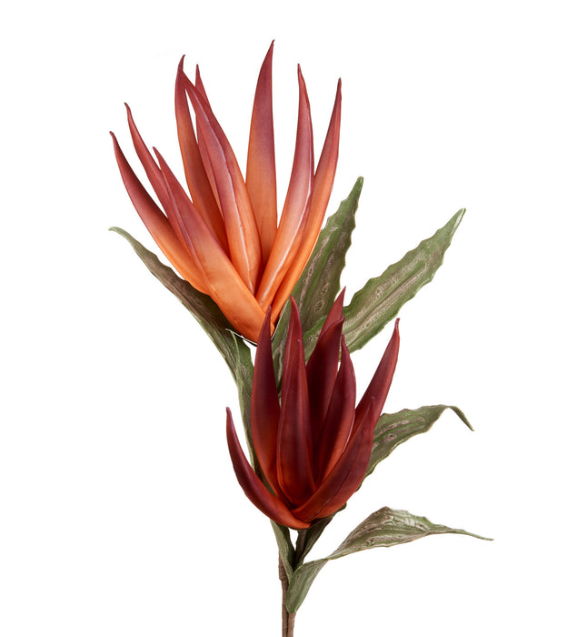 AGAVE ROSSA (imballo 4 pz)