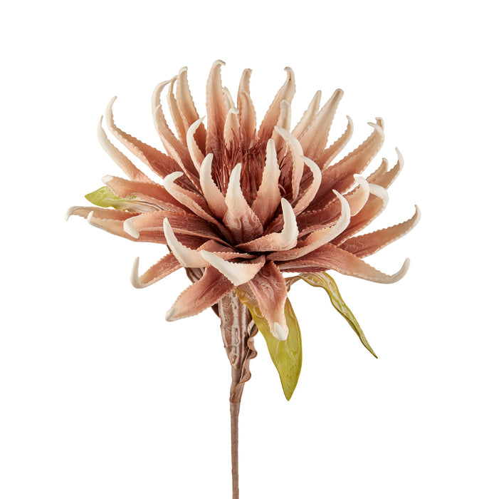 DRAGON CLAW VIOLA (imballo 4 pz)