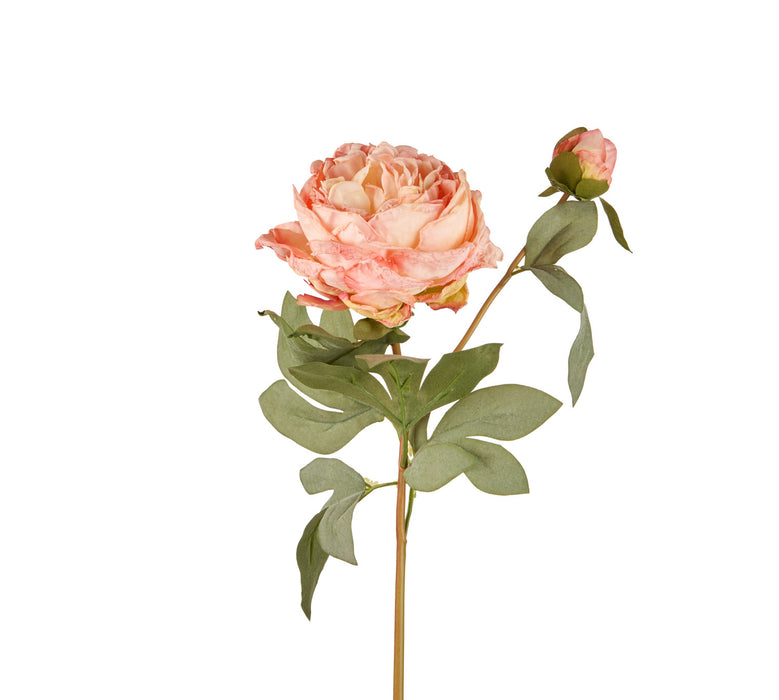 ROSA AUGUSTA LUISE (imballo 4 pz)