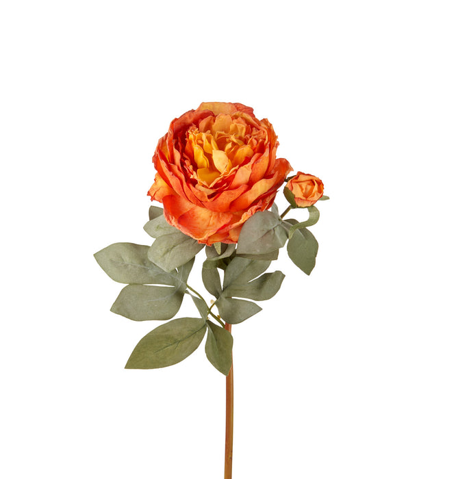 ROSA CAPRI (imballo 4 pz)