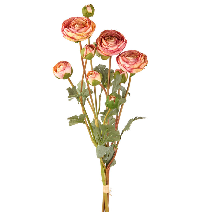 RANUNCOLO ROSA ANTICO (imballo 4 pz)