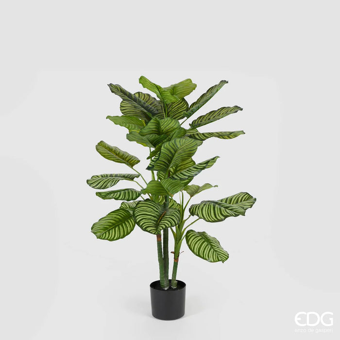 EDG Enzo De Gasperi Pianta Artificiale Calathea Bell con Vaso H115 cm