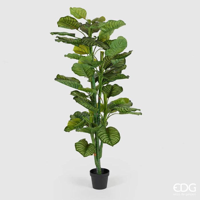 EDG Enzo De Gasperi Pianta Artificiale Calathea Bell con Vaso H150 cm