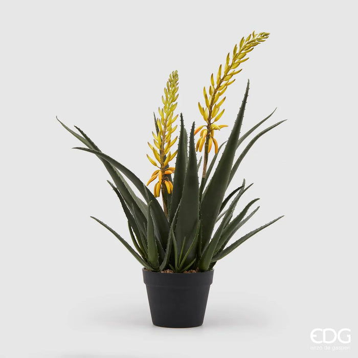 EDG Enzo De Gasperi pianta con vaso Aloe West 2 fiori H70 cm