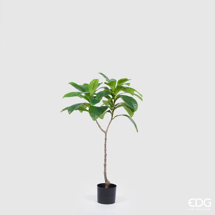 EDG Enzo De Gasperi Pianta Artificiale Elaeocarpus Chic con Vaso H110 cm