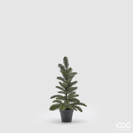 EDG Enzo De Gasperi Alberello Pino Nobilis West H56 cm