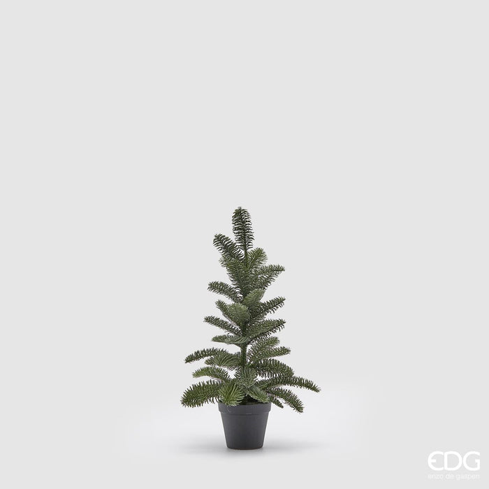 EDG Enzo De Gasperi Alberello Pino Nobilis West H56 cm