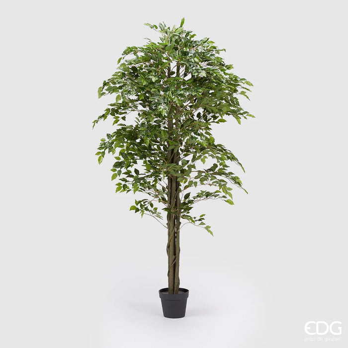 Ficus Beniamin Chic Con Vaso H180- EDG