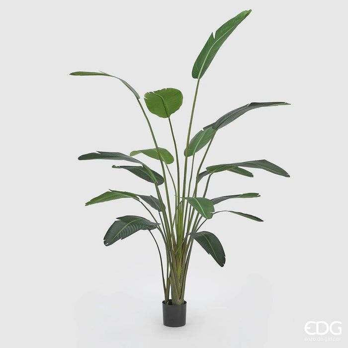 Pianta con vaso Strelitzia Chic H245 cm