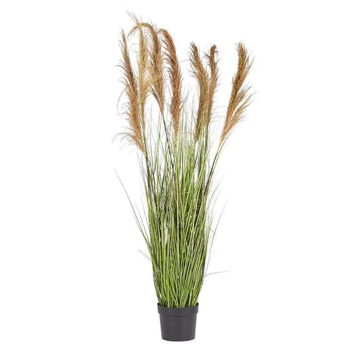 Festuca Donax Con Vaso H173