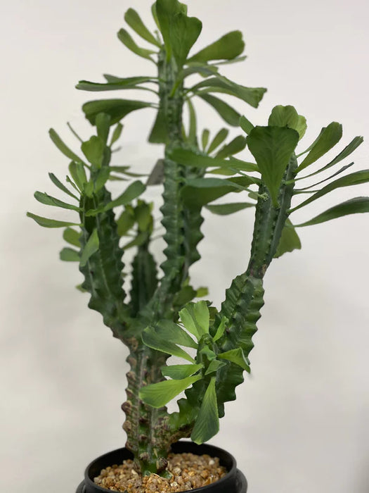 Pianta artificiale Cactus West EDG Enzo De Gasperi