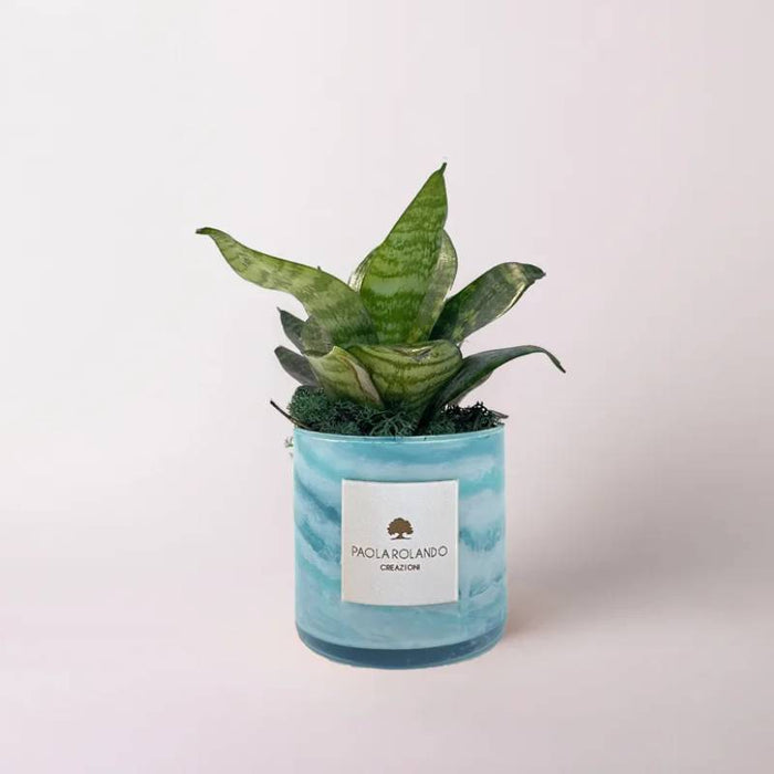 Bomboniera Paola Rolando Sansevieria Nana Marble
