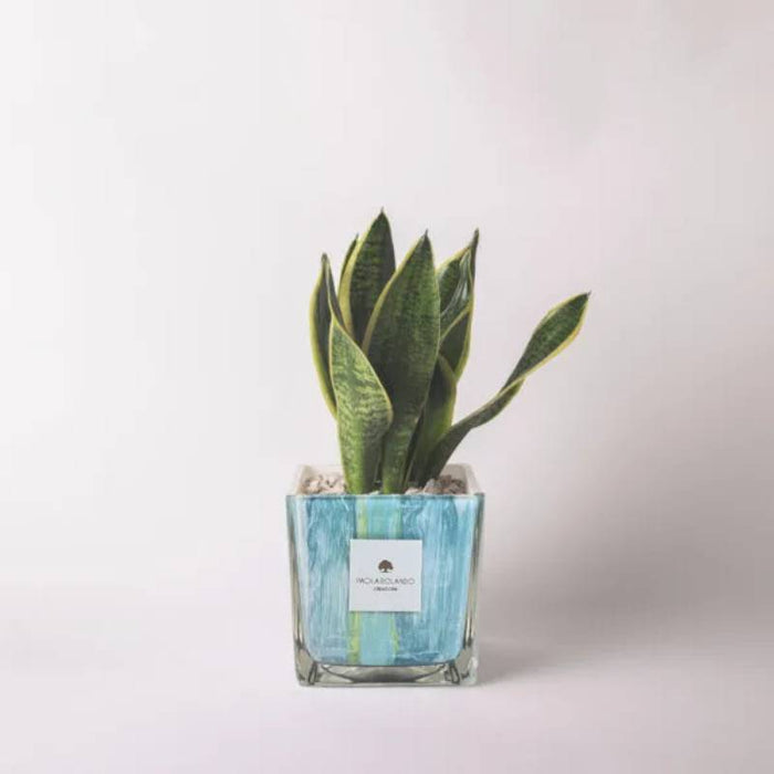 Bomboniera Paola Rolando Sansevieria in Cubo Clio