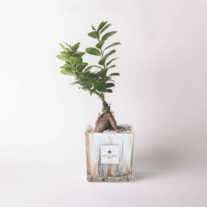 Bomboniera Paola Rolando Bonsai in Cubo Clio