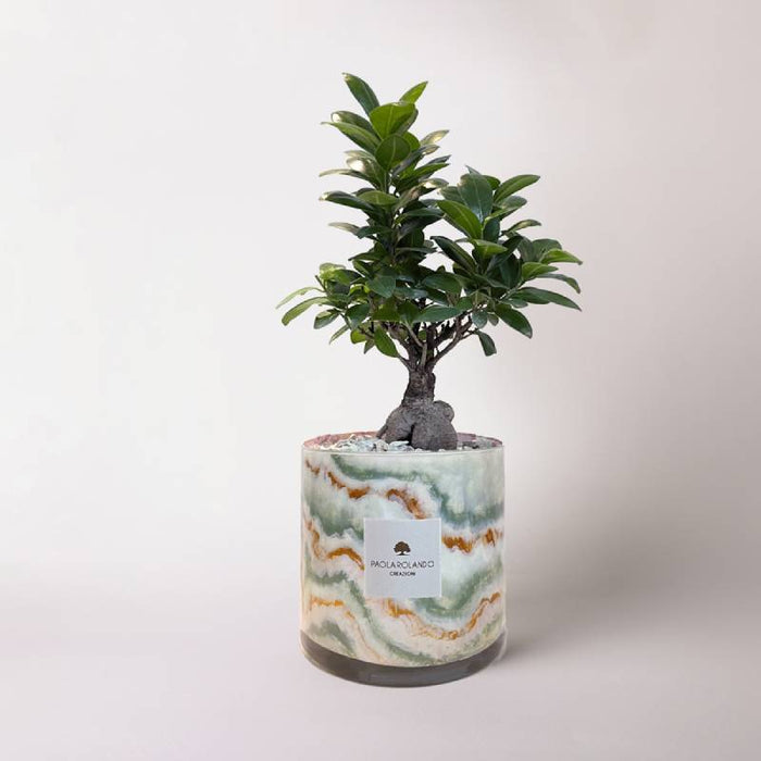 Bomboniera Paola Rolando Bonsai in Cilindro Verde Giada