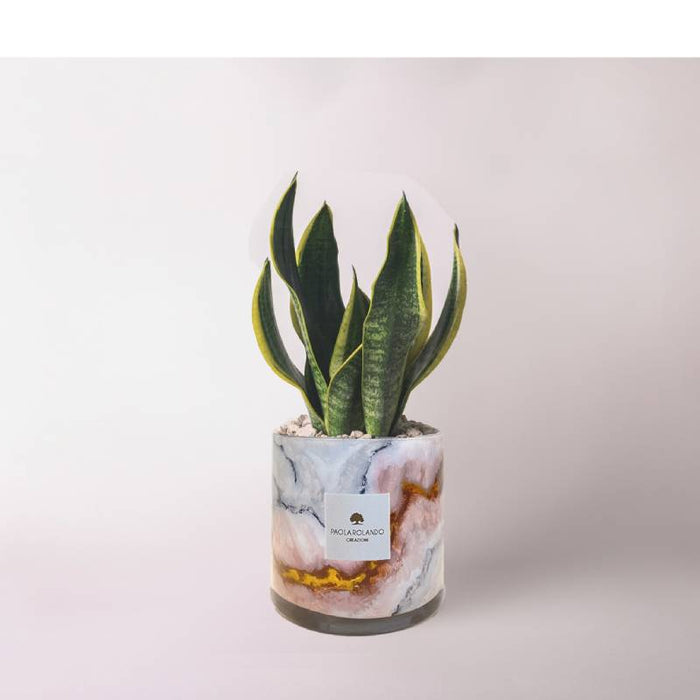 Bomboniera Paola Rolando Sansevieria in Cilindro Onice