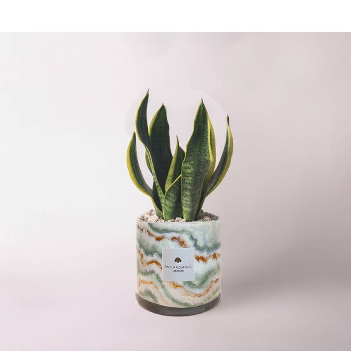 Bomboniera Paola Rolando Sansevieria in Cilindro Verde Giada