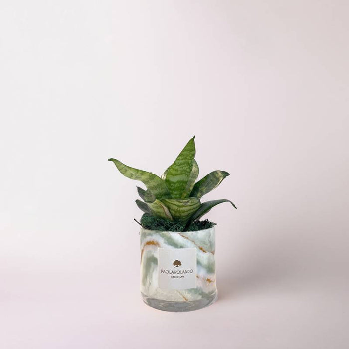 Bomboniera Paola Rolando Sansevieria Nana Marble Verde Giada